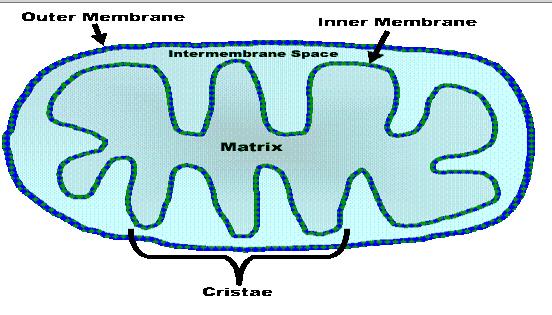A Cristae B Intermembrane space C Matrix D Outer membrane E Inner membrane 29. Where does the Electron Transport Chain take place?