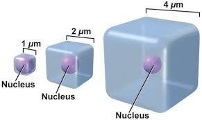 CELL SIZE LIMITS Cells need to be small for the purposes of diffusion of materials into and out of the