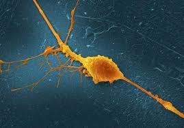 A nerve cells has long extensions that reach out in various directions for sending