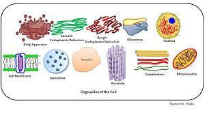 CELL ORGANELLES An organelle (tiny organ)- is well-defined,