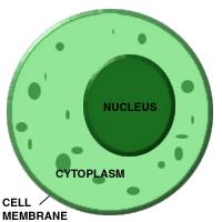 CYTOPLASM The cytoplasm is the region of the cell inside of the cell