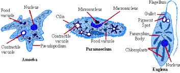 TYPE OF UNICELLULAR MOVEMENT Cilia-tiny little hair like structures.