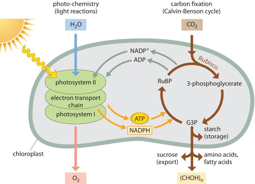 PHOTOSYNTHESIS Photosynthesis is a series of complex chemical reactions that converts light