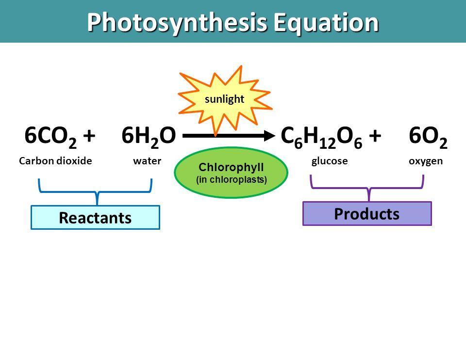PHOTOSYNTHESIS The molecules used (reactants) during photosynthesis include: Carbon Dioxide (CO