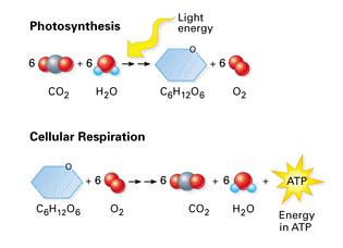 CELLULAR RESPIRATION When you eat food you get energy from breaking that food down into simpler molecules.