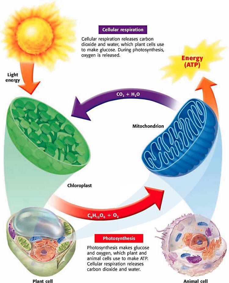 CELLULAR RESPIRATION The products of cellular respiration are the reactant of