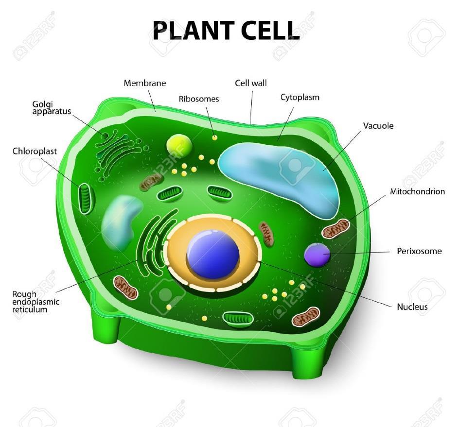 QUESTION Why do plant cells
