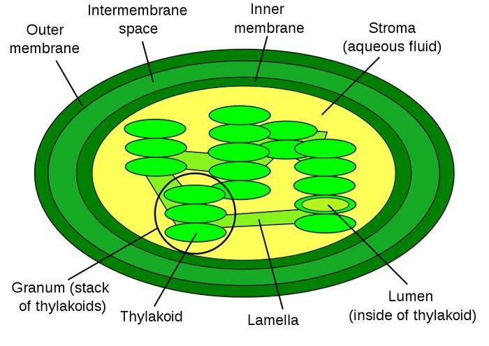 BELL RINGERS 1-Mitochondria and Chloroplasts- For marks (homework) 2-Concept: