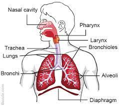 RESPIRATORY AND CIRCULATORY SYSTEM Respiratory Structures: nose, pharynx, larynx, trachea, bronchi,
