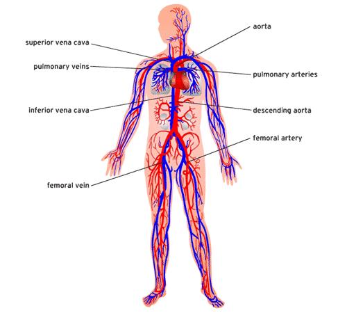 dioxide from the body Circulatory Structures: heart, blood vessels,blood Function: Transports oxygen,