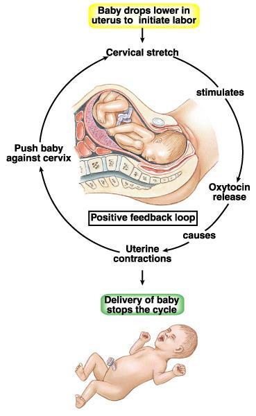 POSITIVE FEEDBACK EXAMPLE Stimulus causes a response that increases the stimulus. During labor, a hormone called oxytocin is released that intensifies and speeds up contractions.