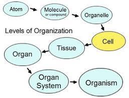 LEVELS OF ORGANIZATION FOR MULTICELLULAR ORGANISMS 1.