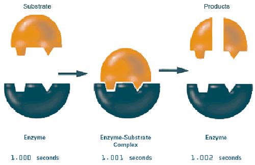 5. What is an enzyme and what does it do? 6. Label the following diagram (enzyme, substrate, enzyme-substrate complex, products): 7. Summarize how an enzyme functions. 8.