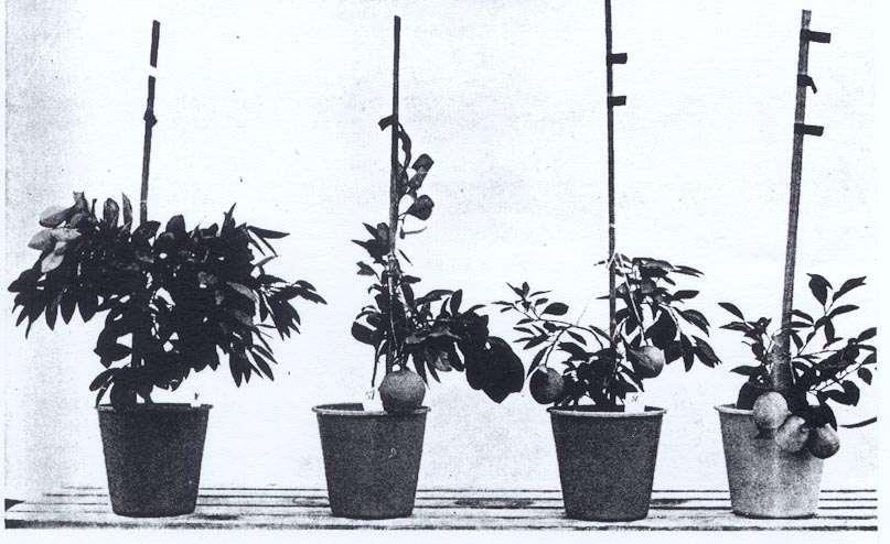 Relative tree size of potted