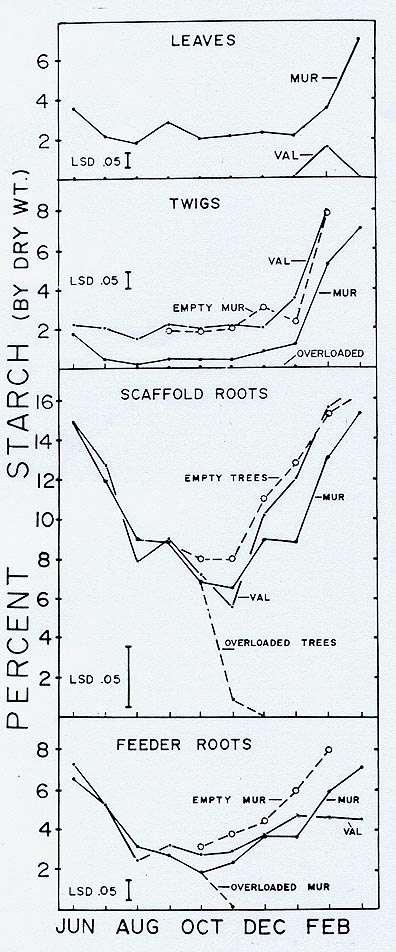 Starch levels in different plant parts of Murcott trees with and without crop compared to Valencia,