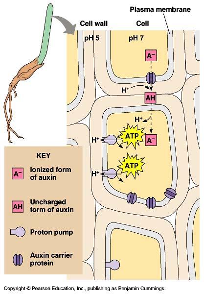 Polarity of auxin transport 1. Auxin picks up H+ between cells & is neutralized 2. Neutral auxin passes through membrane 3.