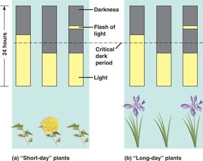 Flowering Response Triggered by photoperiod u relative lengths of day & night u night length critical period is trigger Plant is sensitive to
