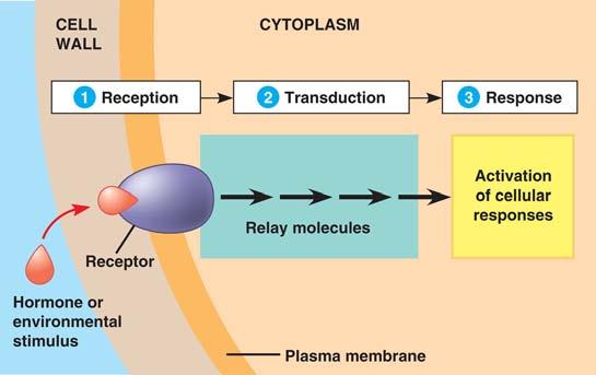 Signal Transduction Pathway model signal triggers receptor receptor triggers internal cellular messengers & then cellular response receptor signal pathway (2 messengers) response What kinds of