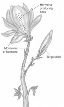 hormone Hormones tell plants: When to drop their