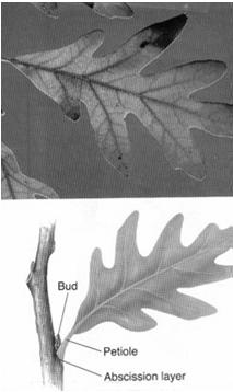 Leaf Abscission Abscission layer - layer of cells at the petiole seals the leaf off
