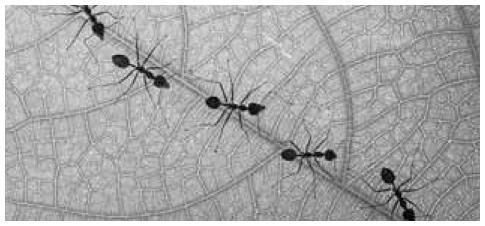 Standardized Test Prep Multiple Choice, continued Use the photo below to answer questions 5-6. The photo shows ants following a pheromone trail. 6.