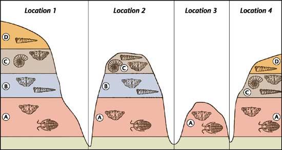 4. Which layer is the youngest in the diagram below? Brachiopod Trilobite Ammonite Gastropod 5.