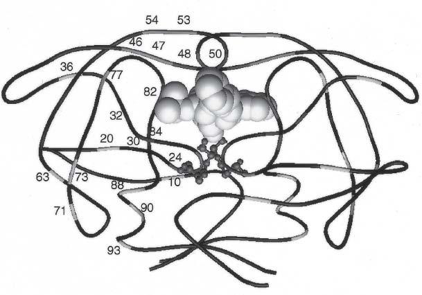 Structural model of HIV- protease homodimer labeled with protease inhibitor resistance mutations.
