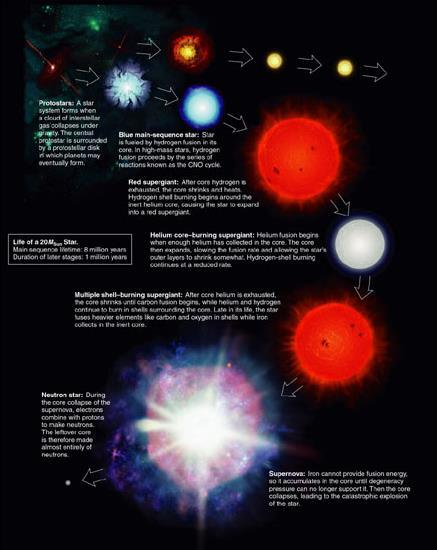 Life Stages of High-Mass Star 1. Main Sequence: H fuses to He in core 2. Red Supergiant: H fuses to He in shell around He core 3.