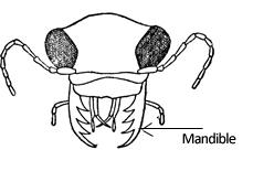 Figure 4: Biting/chewing type mouthparts of a beetle