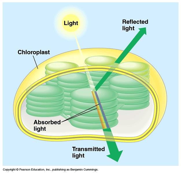 When light meets matter, it may be reflected, transmitted, or absorbed. Different pigments absorb photons of different wavelengths.