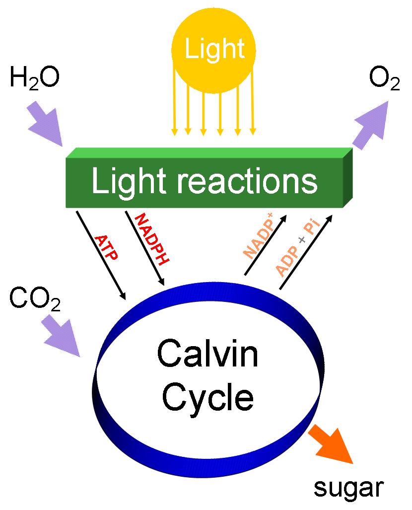 2. Calvin Cycle Reactions (aka dark reactions) a. take place in the stroma in either the light or dark. b.
