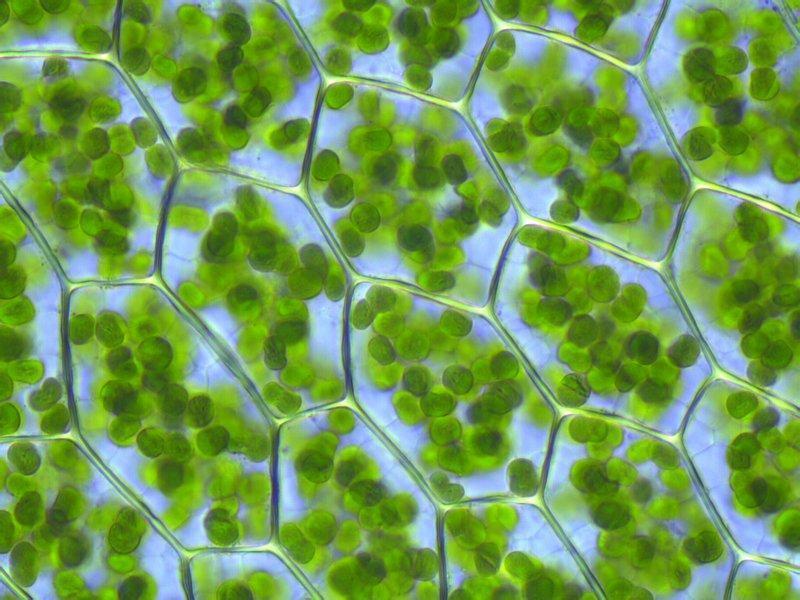 Chloroplast Structure - Stroma is