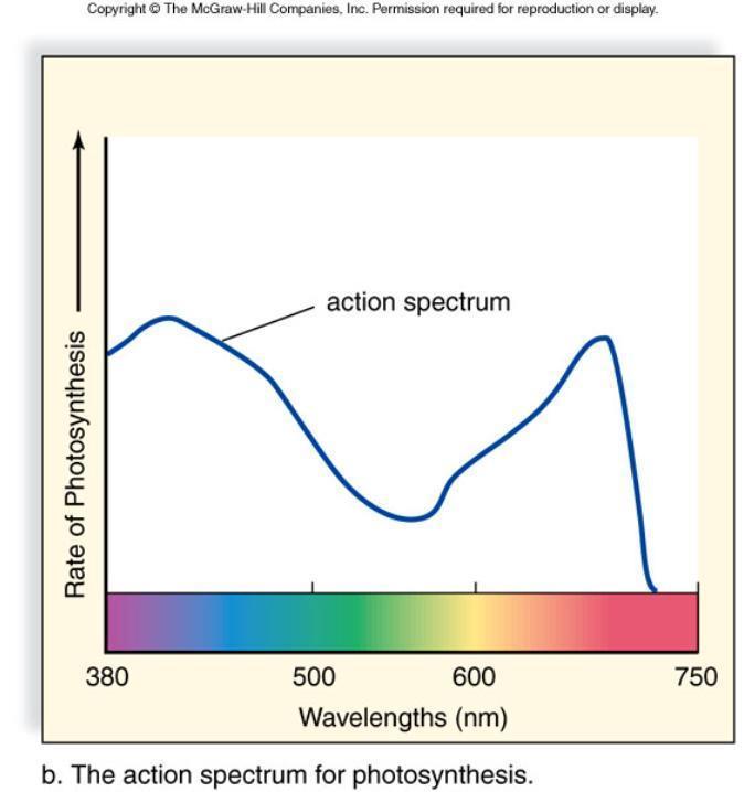 Action Spectrum - measures the rate of photosynthesis at