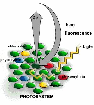 Photosystem structure: Light harvesting complex = chlorophyll a, chlorophyll b, &