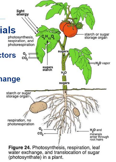 Structure of a plant How they obtain the raw materials for photosynthesis: Sunlight CO2