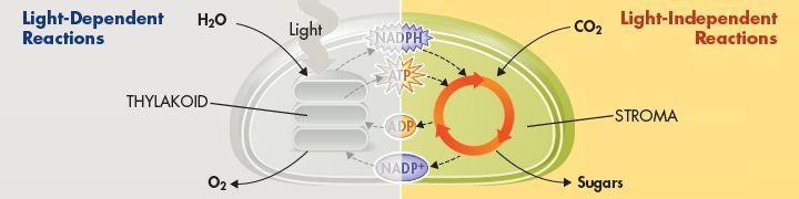Light-Independent Reactions: Producing Sugars Light-independent reactions aka the Calvin cycle - plants use the