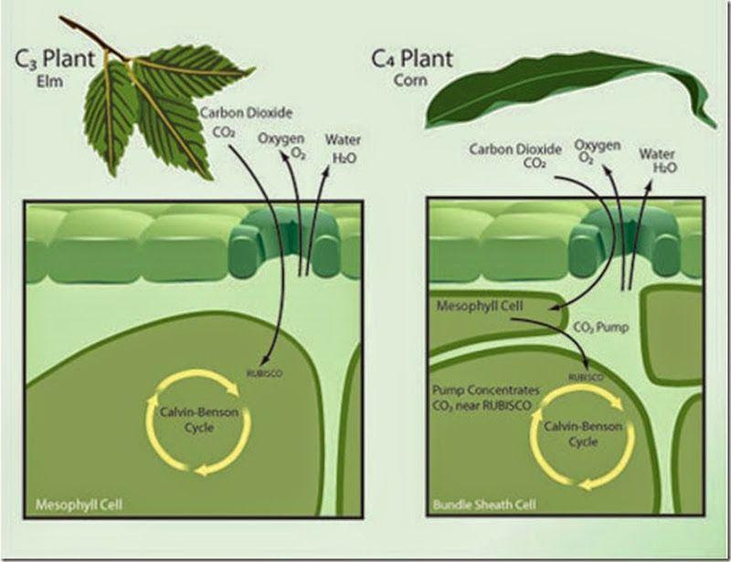 C4 Plants, like corn and sugarcane keep their stomata closed most of the time to conserve water.