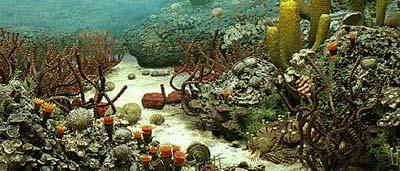 org/wiki/permian_extinction 80-95% of marine species died out