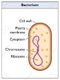 microbes can be prokaryotic or eukaryotic And they