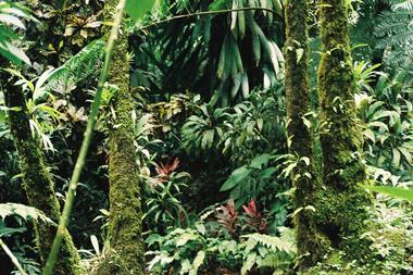 The climax vegetation in The Tropical Rain Forest is Tall Evergreen Broadleaf Trees It is