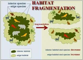 Habitat Fragmentation Fragmentation is the process that divides