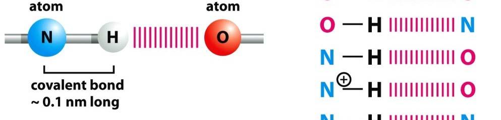 Chemical Bonds of Cellular Molecules (II) Hydrogen