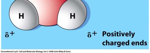 Water molecules form hydrogen bonds with