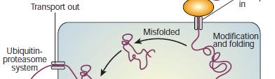 Protein Folding in Cells Protein folding in cells