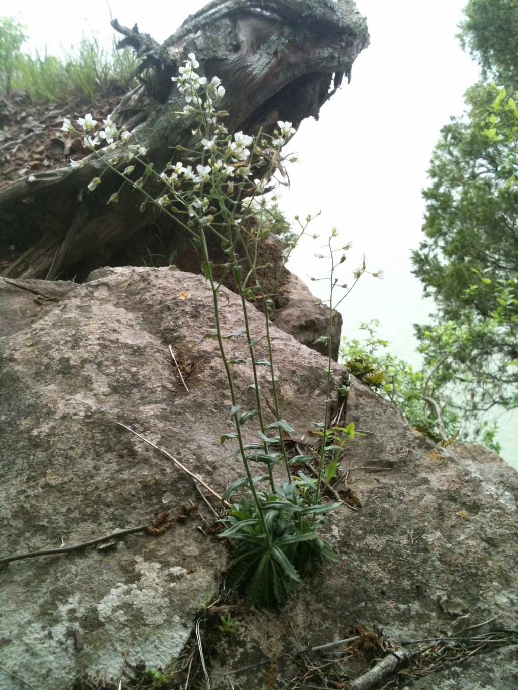 Dattilo & Keener: Draba ramosissima new to Alabama 4 Figure 2.