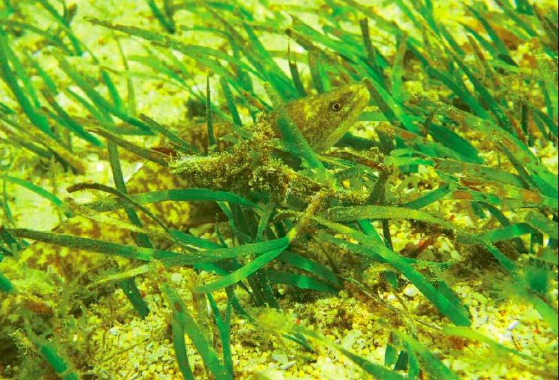 3. Seagrass Assessment Seagrass species
