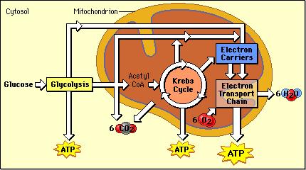 Equation: C 6H 12O 6 + 6O 2 6CO 2 + 6H 2O + 36 ATP Step 1: Glycolysis breaks the 1 glucose molecule into 2 pyruvic acid molecules & 2 ATP (net gain) and NADH electron