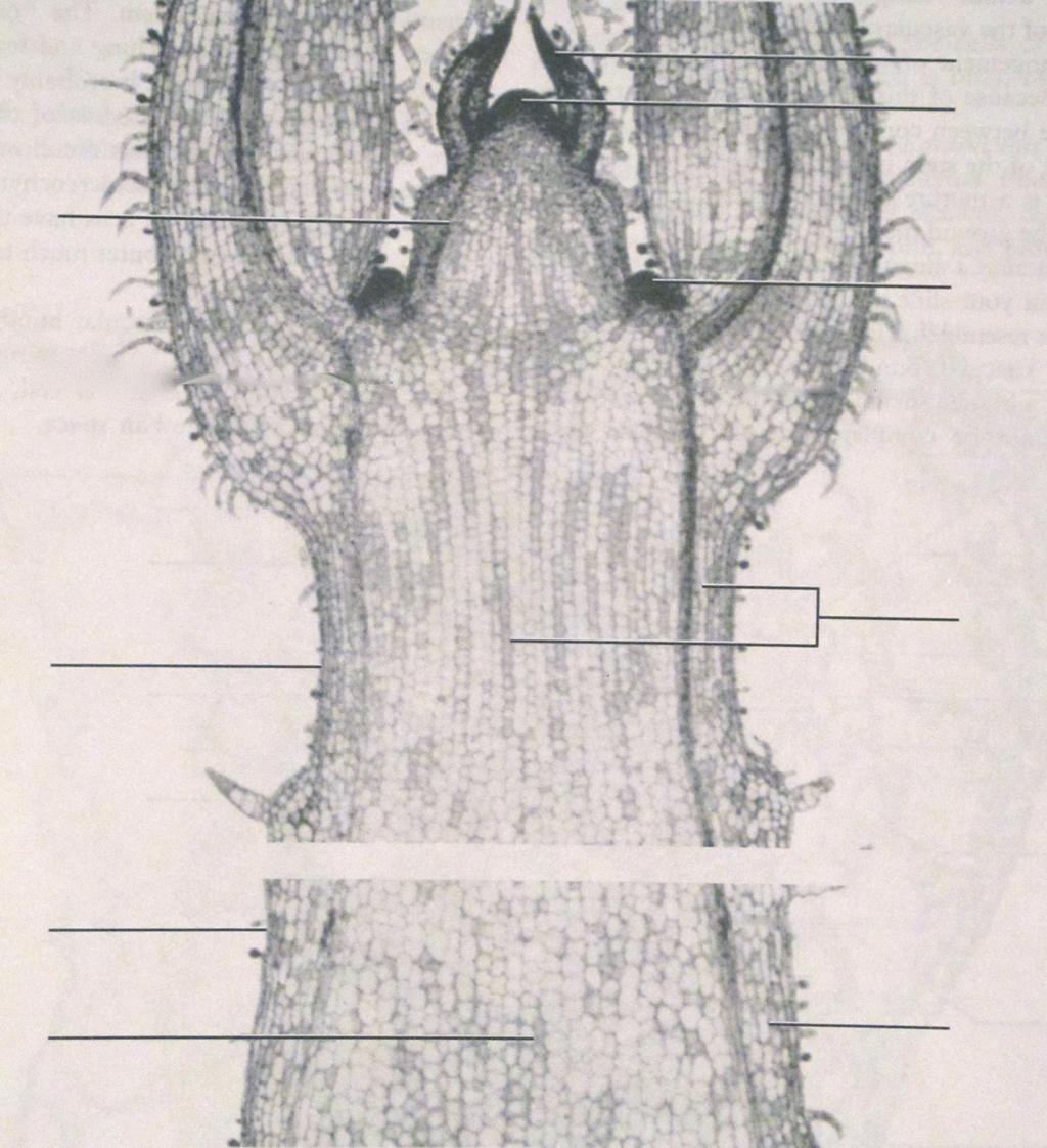 Figure 4.1) Longitudinal section of coleus stem tip.