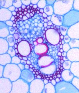 d) Examine the outer region of the corn stem (near the epidermis). The vascular bundles here are smaller and closer together.