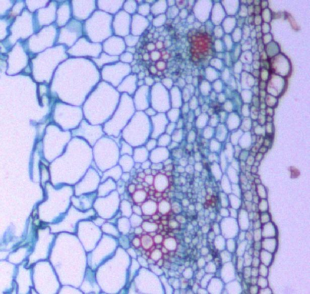 buttercups, tomatoes, oaks, etc. The ring of vascular bundles divides the ground tissue into two regions: cortex and pith.